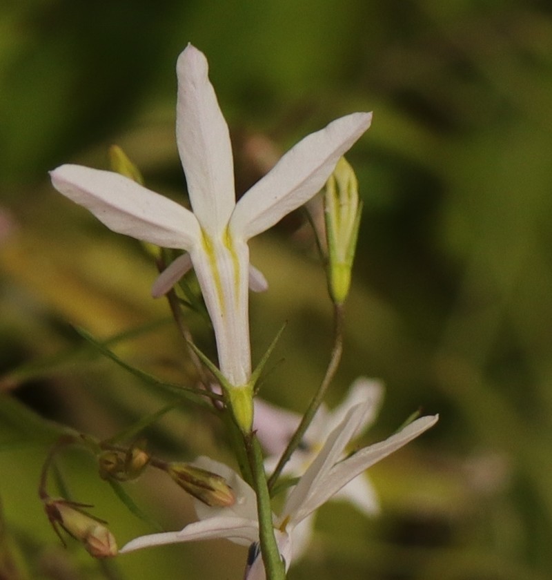 Lobelia hypsibata photo 3