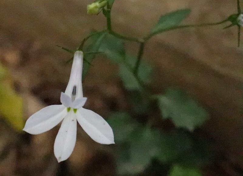 Lobelia hypsibata photo 4