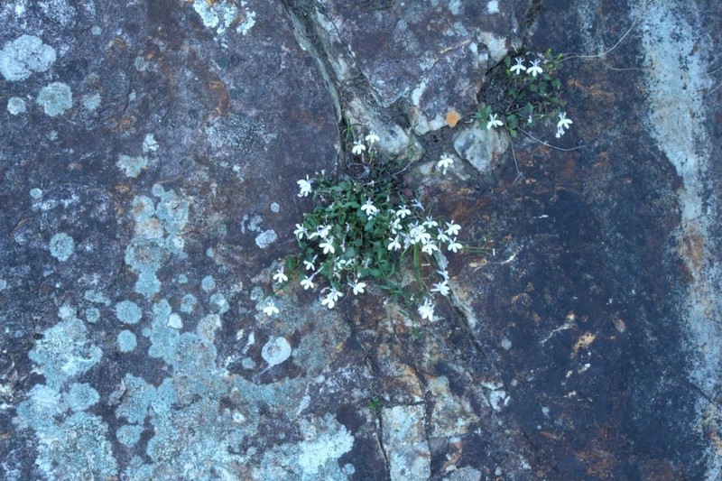 Lobelia hypsibata photo 5