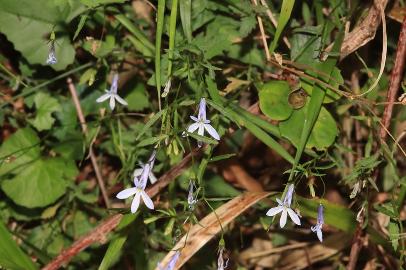 Lobelia hypsibata photo 6