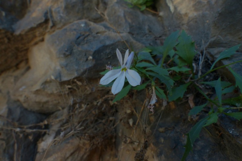 Lobelia hypsibata photo 8