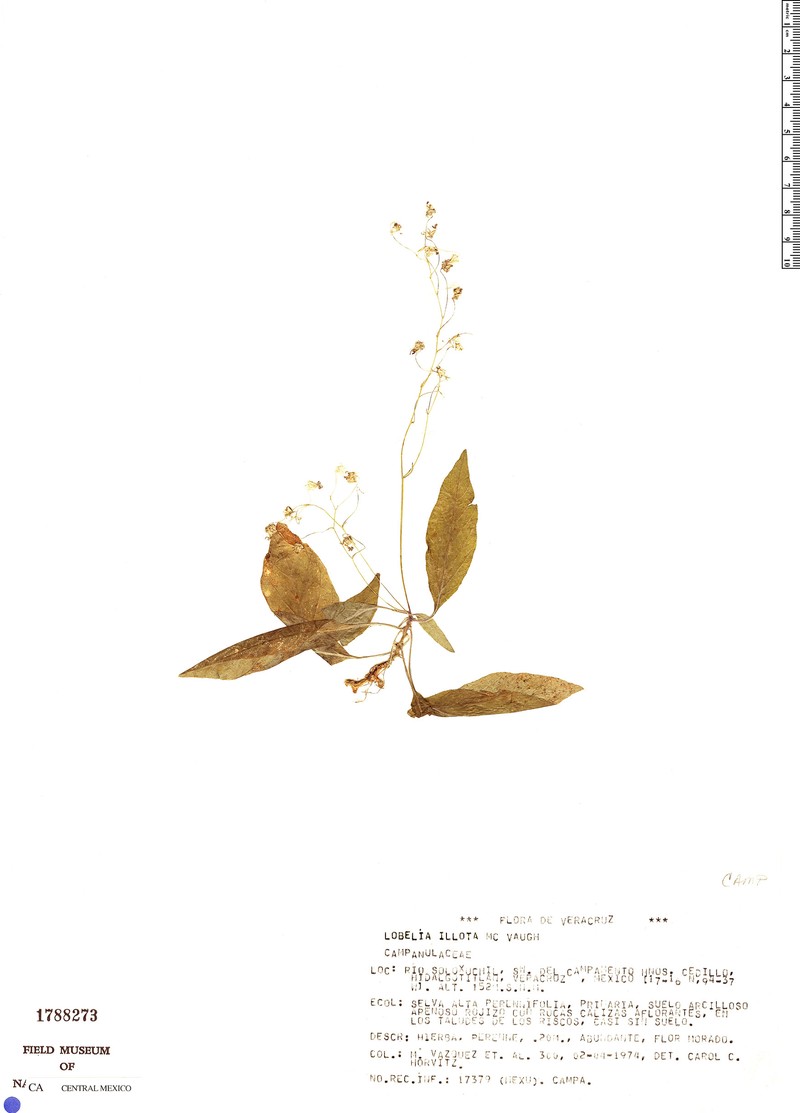 Lobelia illota