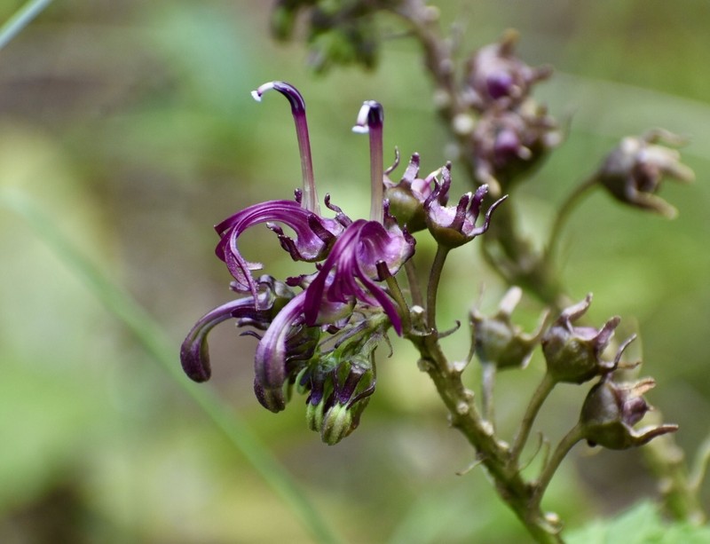 Lobelia imberbis photo 2