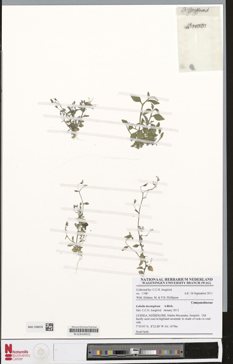 Lobelia inconspicua photo 2