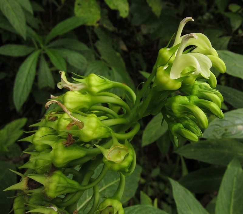 Lobelia innominata