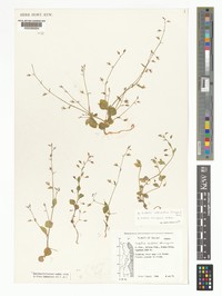 Lobelia intercedens