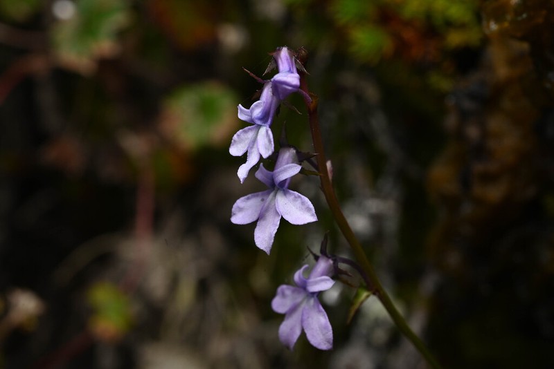 Lobelia irasuensis