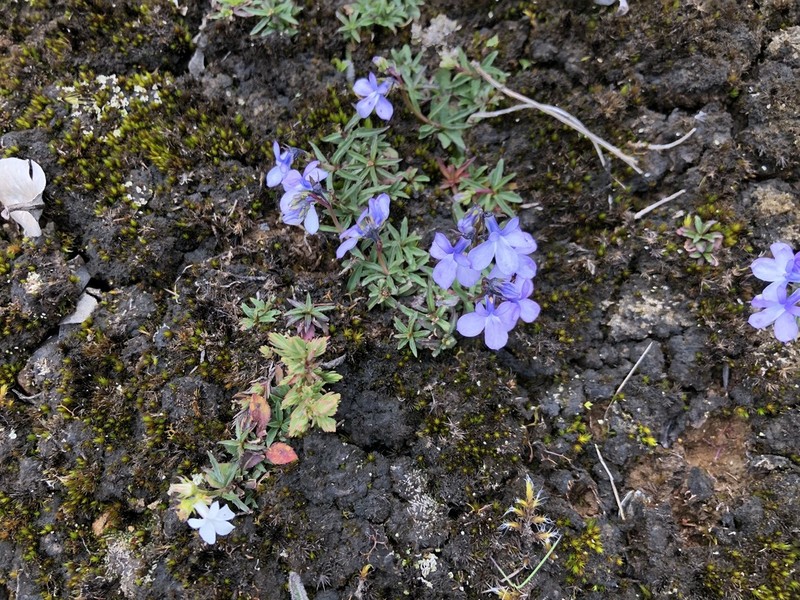 Lobelia irasuensis photo 2