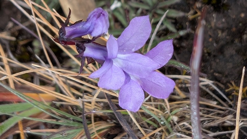 Lobelia irasuensis photo 3