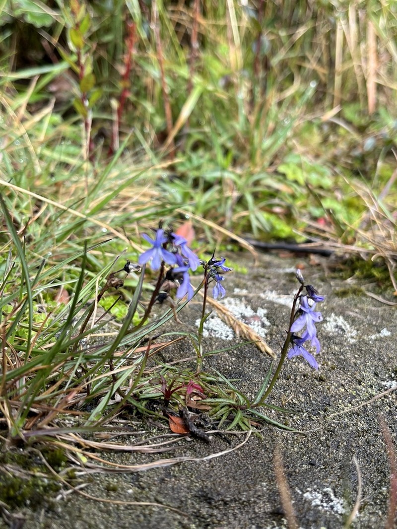 Lobelia irasuensis photo 4
