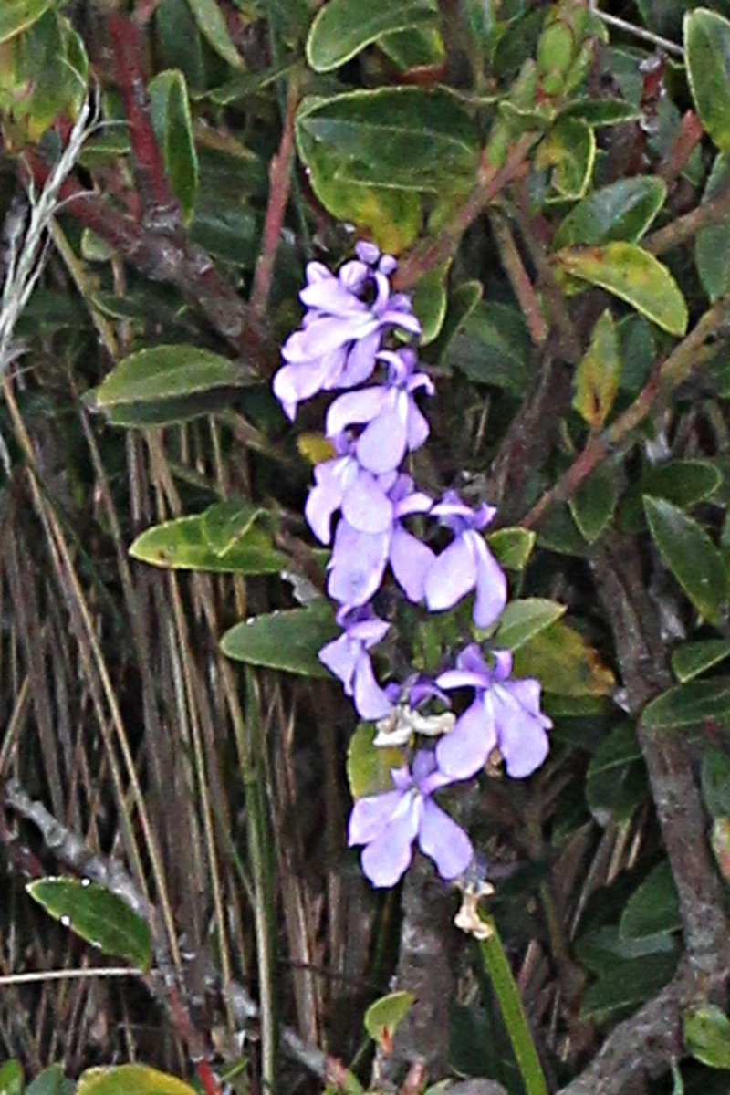 Lobelia irasuensis photo 5