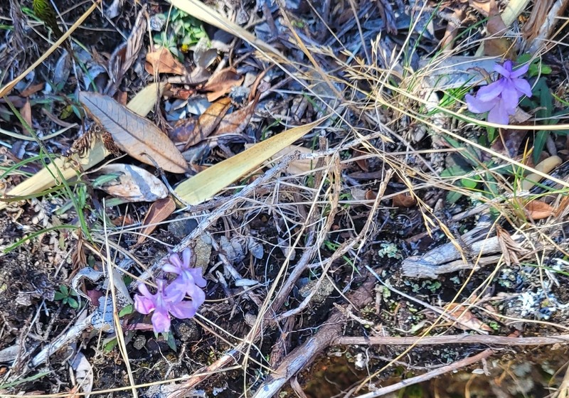 Lobelia irasuensis photo 6
