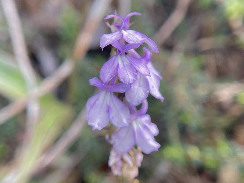 Lobelia irasuensis photo 7