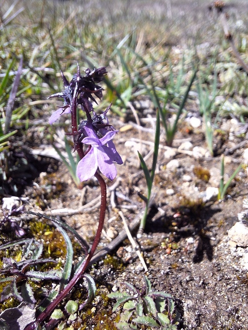 Lobelia irasuensis photo 8