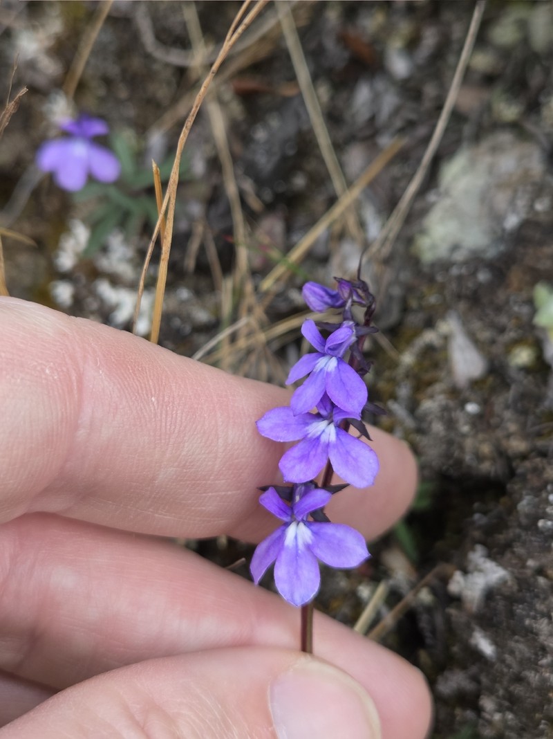 Lobelia irasuensis subsp. irasuensis