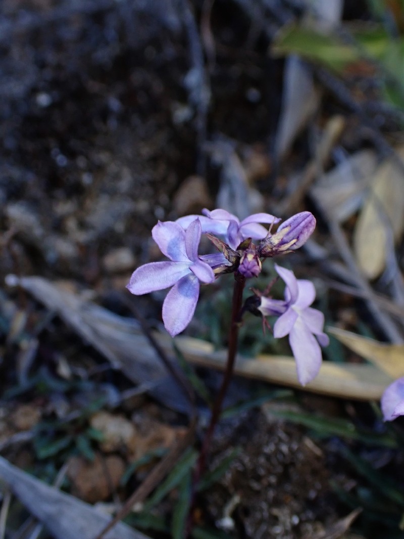 Lobelia irasuensis subsp. irasuensis photo 2