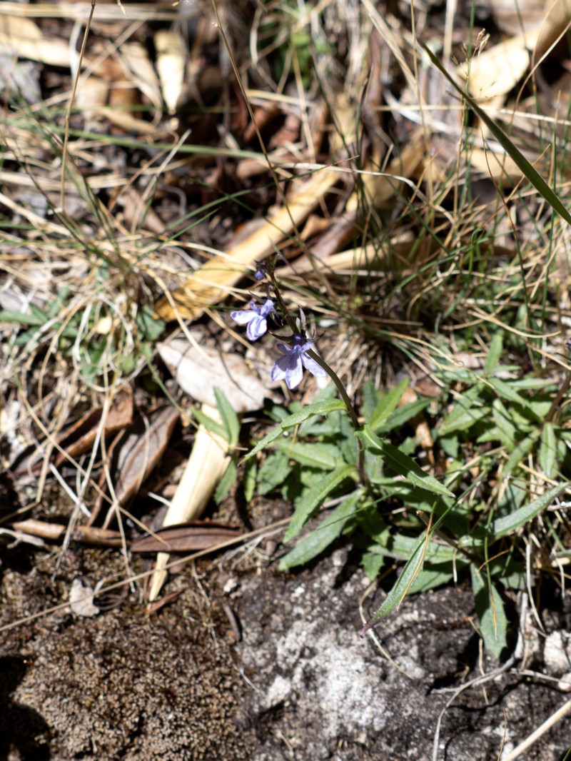 Lobelia irasuensis subsp. irasuensis photo 3