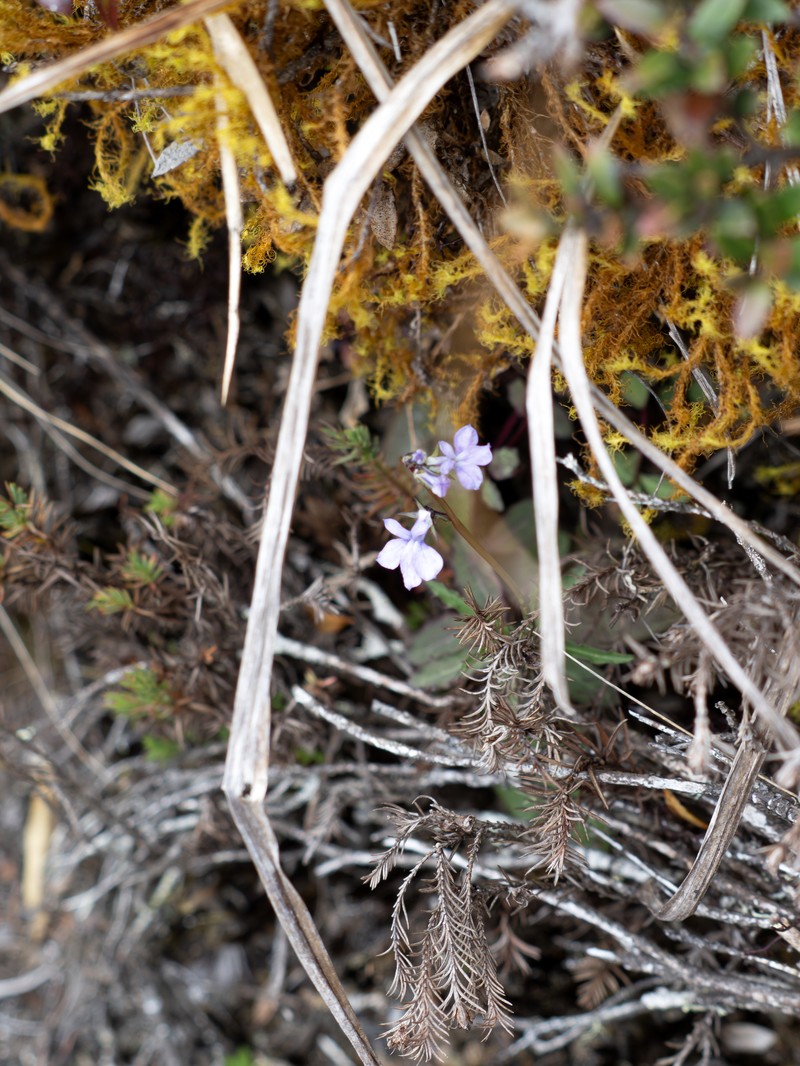 Lobelia irasuensis subsp. irasuensis photo 4