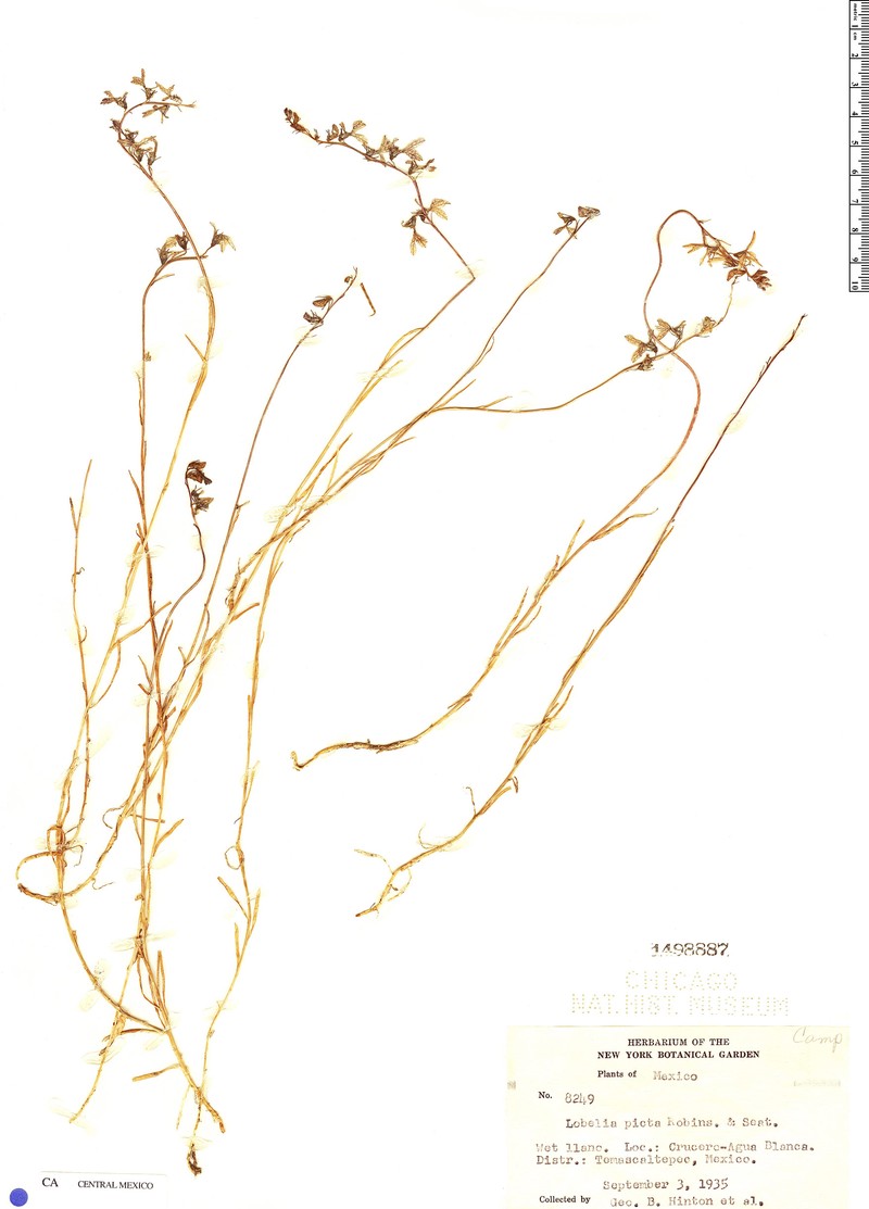 Lobelia irasuensis subsp. picta