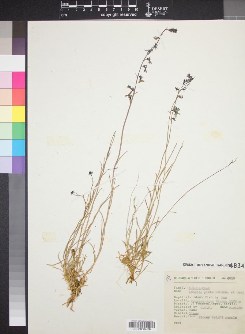 Lobelia irasuensis subsp. picta photo 2