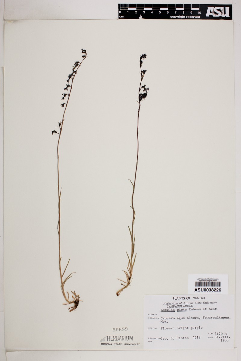 Lobelia irasuensis subsp. picta photo 3