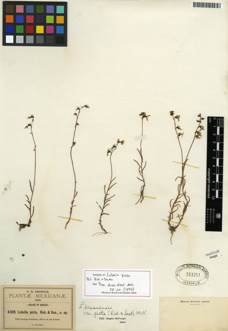 Lobelia irasuensis subsp. picta photo 4