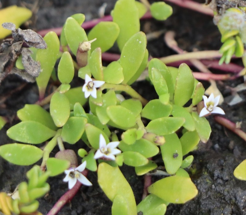 Lobelia irrigua photo 2