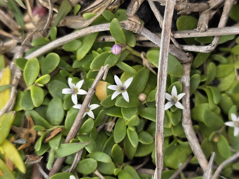 Lobelia irrigua photo 3