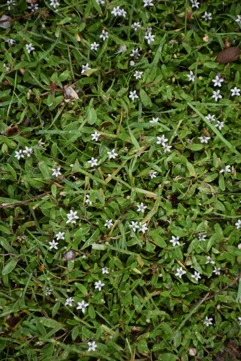 Lobelia irrigua photo 4