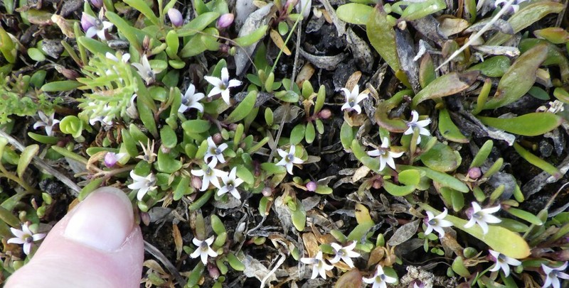 Lobelia irrigua photo 6