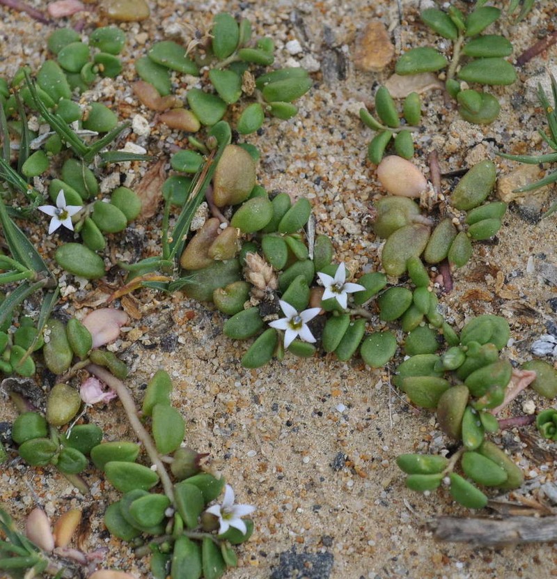 Lobelia irrigua photo 7