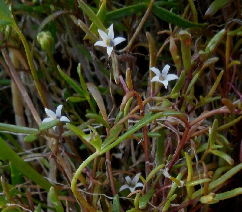 Lobelia irrigua photo 8