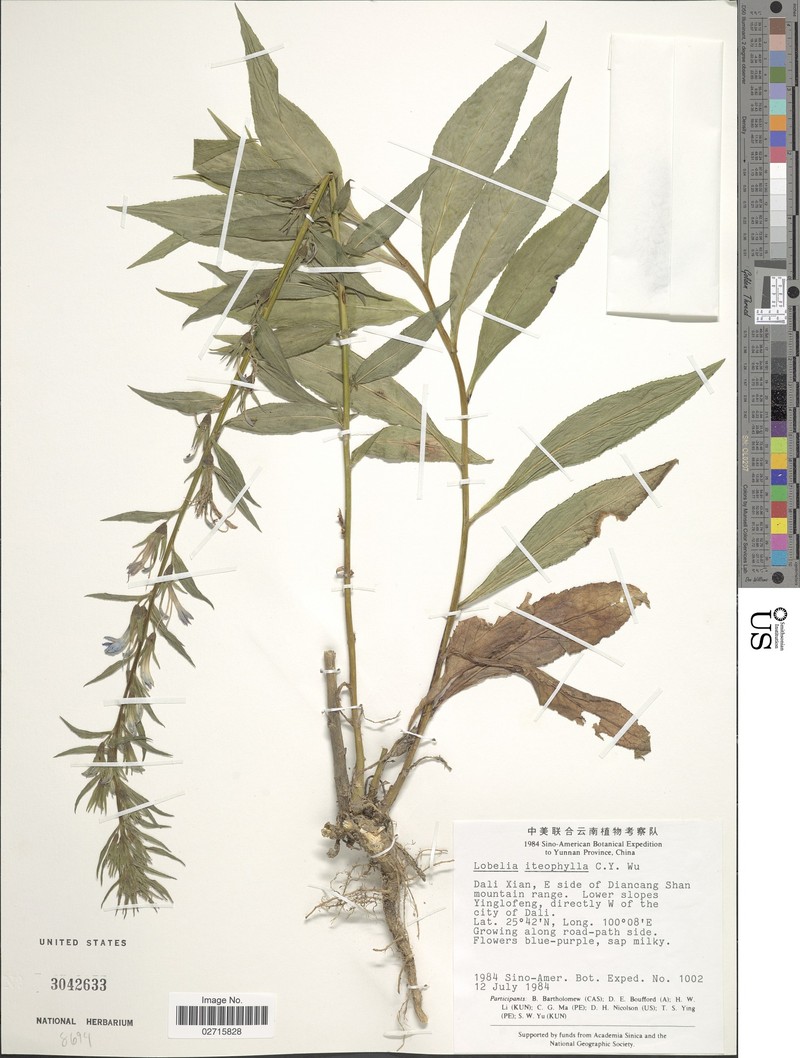Lobelia iteophylla