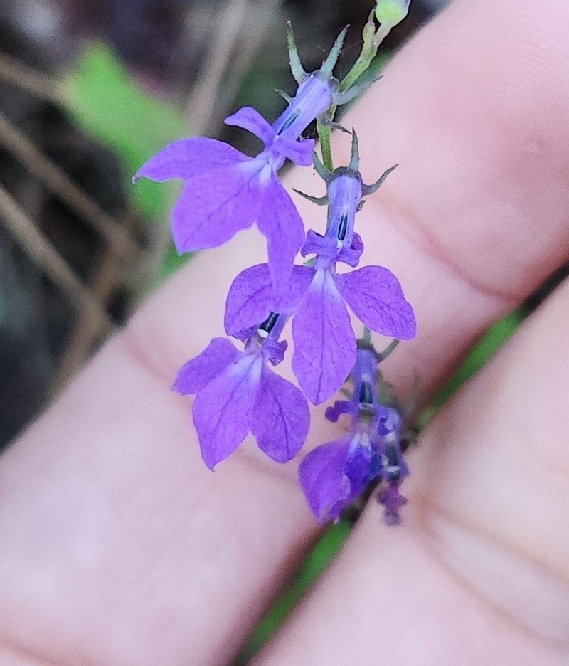 Lobelia jaliscensis photo 2