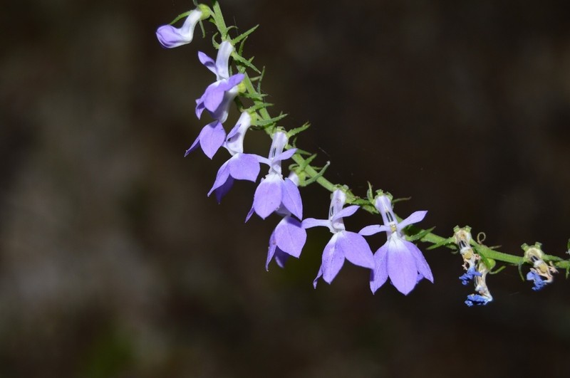 Lobelia jaliscensis photo 3