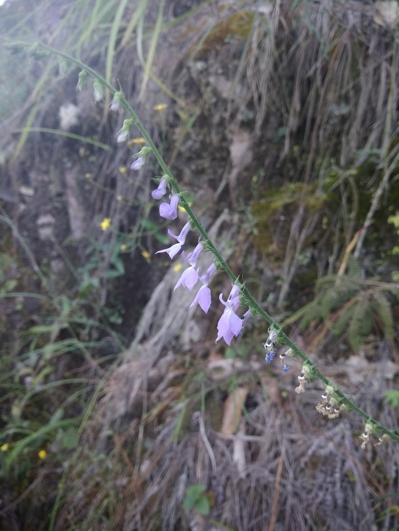 Lobelia jaliscensis photo 4