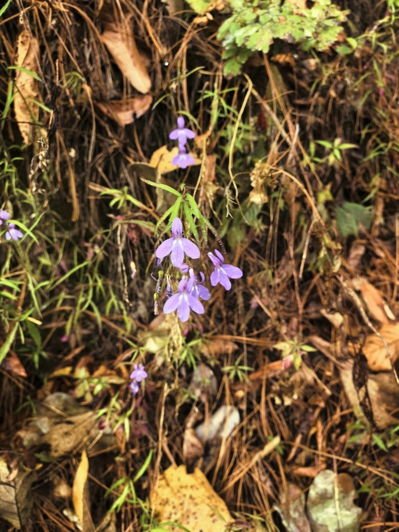 Lobelia jaliscensis photo 5