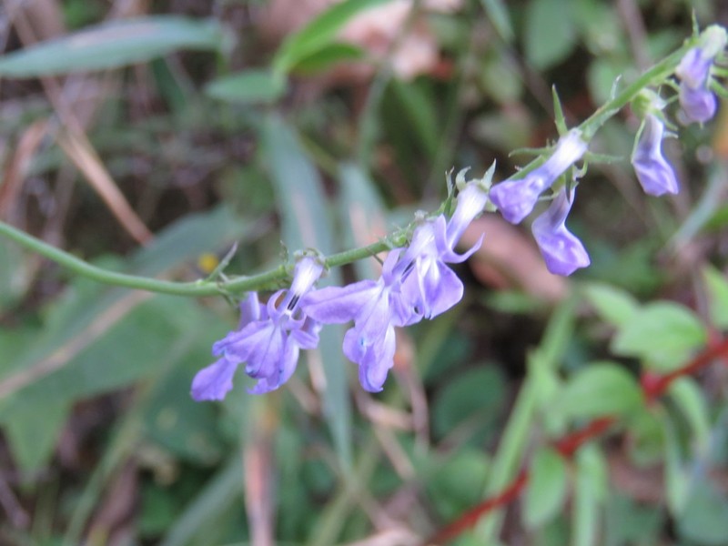 Lobelia jaliscensis photo 6