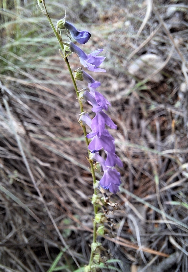 Lobelia jaliscensis photo 7