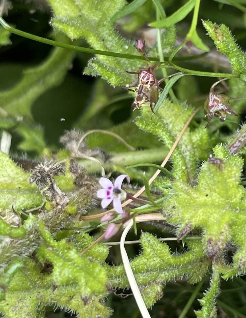 Lobelia jasionoides