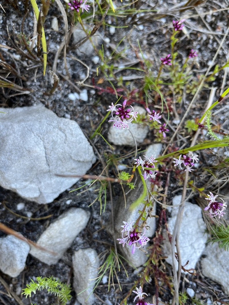 Lobelia jasionoides photo 2