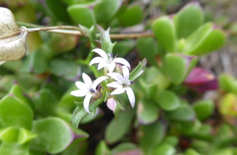 Lobelia jasionoides photo 3