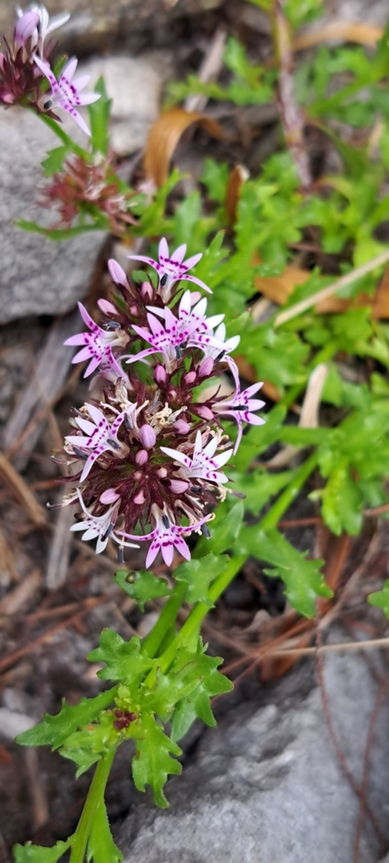 Lobelia jasionoides photo 4