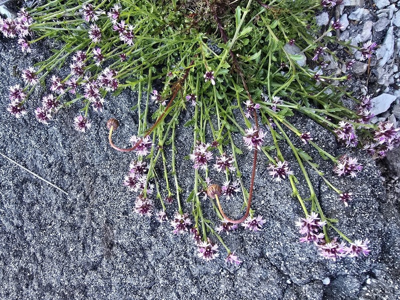 Lobelia jasionoides photo 5