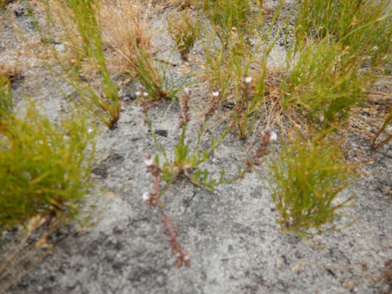 Lobelia jasionoides photo 6