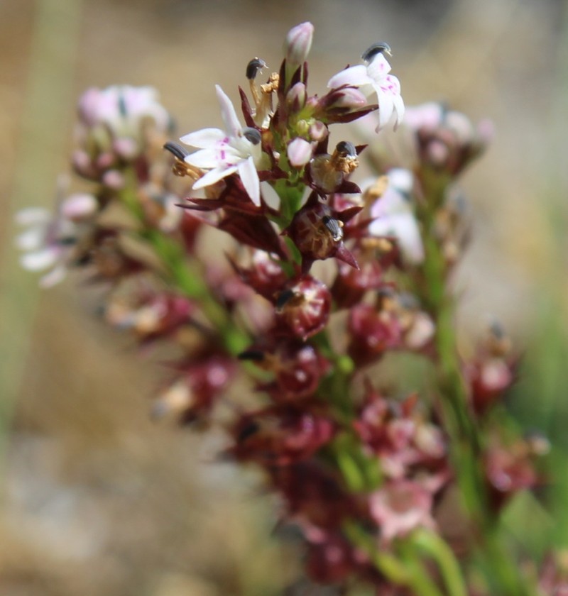 Lobelia jasionoides photo 8
