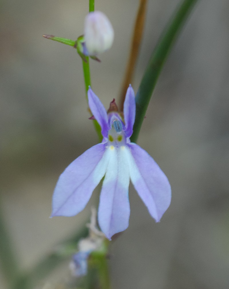 Ontario Lobelia photo 4