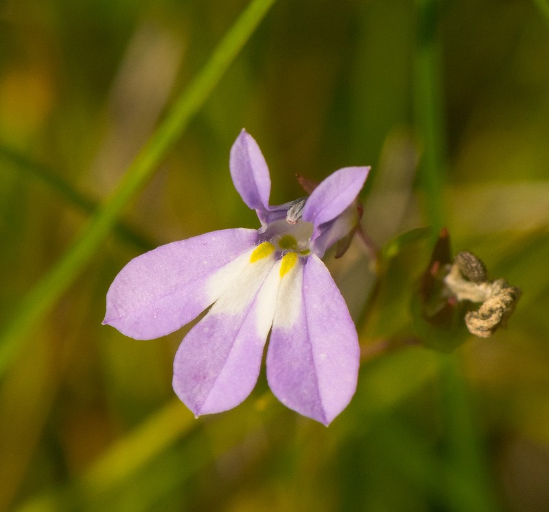 Ontario Lobelia photo 5