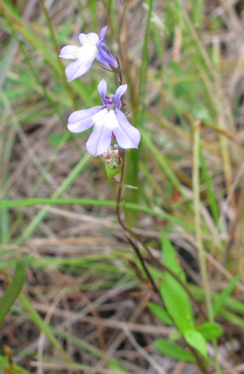 Ontario Lobelia