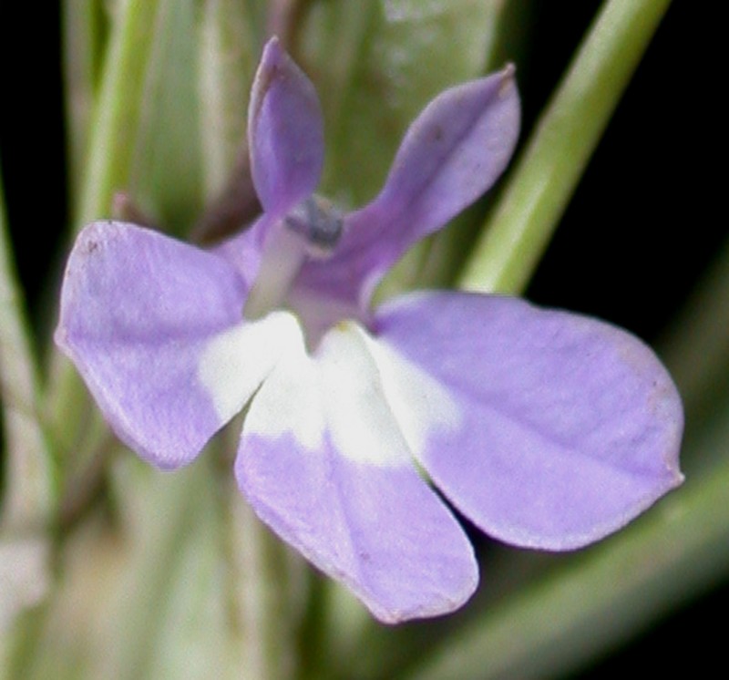 Ontario Lobelia photo 2